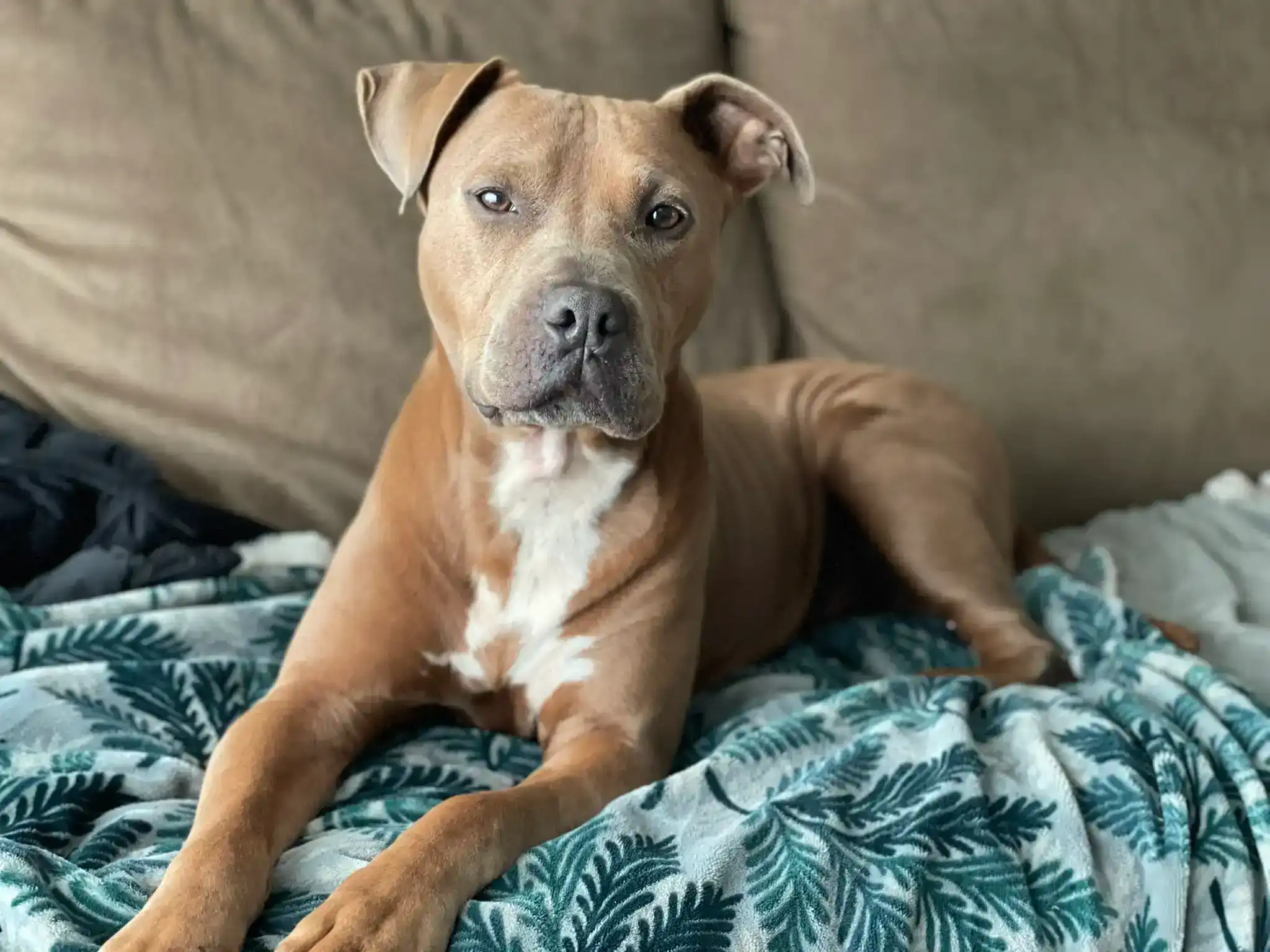 Clifford, a reddish-brown pitbull, posing on a couch and looking stoically at the camera